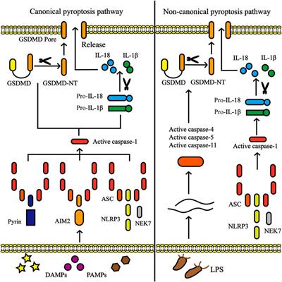 TI: NLRP3 Inflammasome-Dependent Pyroptosis in CNS Trauma: A Potential Therapeutic Target